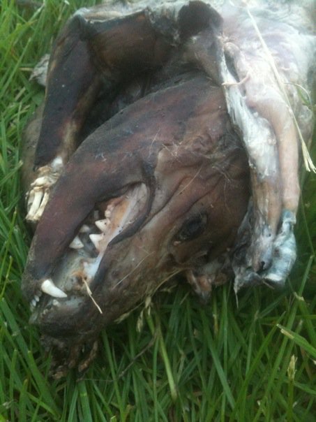 Found in 2010 in St. Josephs, Missouri.